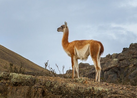 Circuit Immersion en Argentine - Extension à Rio de Janeiro - 9