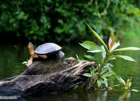 2026 - Circuit Costa Rica, Essentiel du Costa Rica - 18 personnes maximum - 3