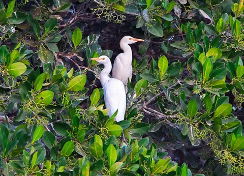 Circuit Beautés du Sénégal et Extension Framissima Palm Beach - 6