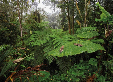 Circuit De la cordillère aux Galápagos : un voyage au coeur de la nature - 12