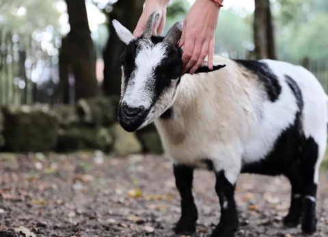 Camping Domaine Les Oréades, 5* - 10