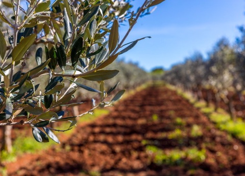 Circuit Essentiel des Pouilles 4* - 9