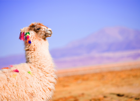 Circuit Aventure Chilienne du Nord au Sud et Ile de Paques - 24