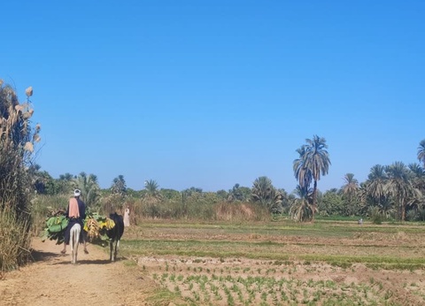 Croisière privative sur le Nil de 4 nuits et 3 nuits à Luxor - 4