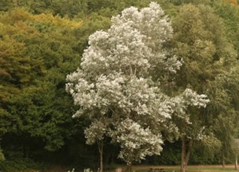 Camping Ushuaïa Villages Au Bois Joli, 4* - 17