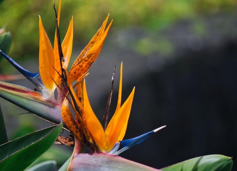 Circuit entre Jungles et Forêts du Costa Rica + extension Playa Samara - 15