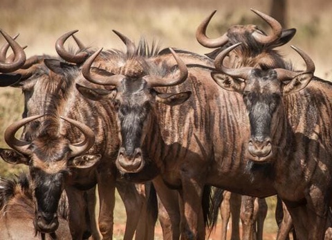 Circuit Du Parc Kruger au Cap de Bonne Espérance - 3