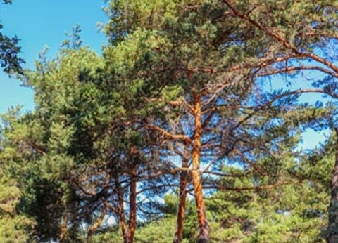 Camping CAMPASUN le Soleil 4* - 12