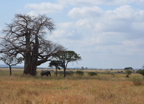 Safari Privatif - Aventure Tanzanienne - 3