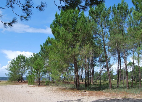 Mini vacances au coeur des Landes (3nuits) - 3* - 12