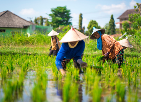 Circuit Essence de Bali - 10