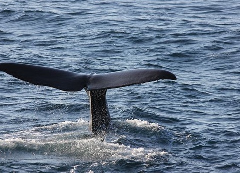 Circuit Merveilles des Lofoten & Fjords 11J/10N - 2026 - 5