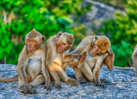 Circuit Trésors de Thaïlande et plage à Hua Hin 4* - 21