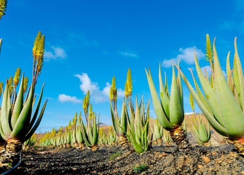 Circuit Tour Canario 4* - 2