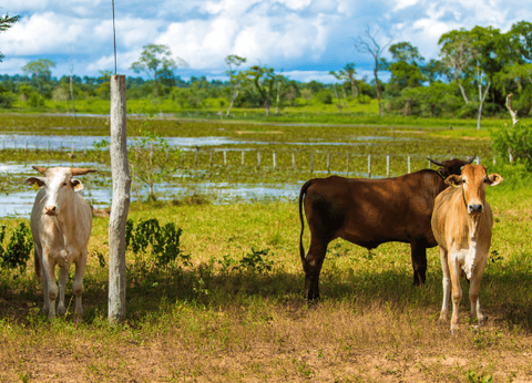 Circuit Baianas et Cariocas, Trésors du Brésil et Plaines du Pantanal - 30