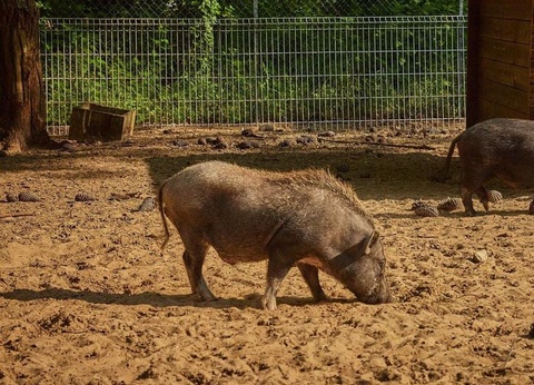 Camping Marvilla Parks - La Pinède 4* - 36