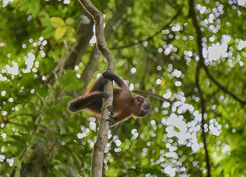 Circuit Escapade au Pérou (petit groupe) & extension Amazonie - 18