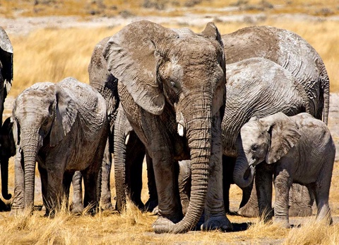 Circuit Pays himba, dunes et réserves de Namibie - 3