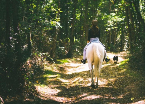 Camping Le Parc des Roches, 3* - 37