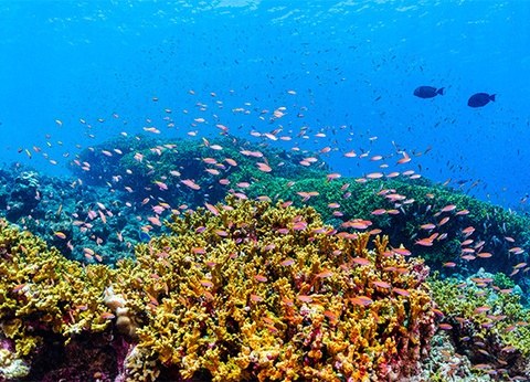 Hôtel Framissima Evasion Canareef Resort 4* - 27