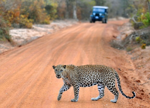 Circuit Evasion au Sri Lanka - 7
