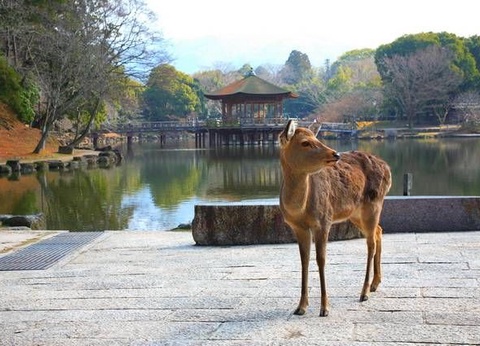 JAPON INTIMISTE - 12