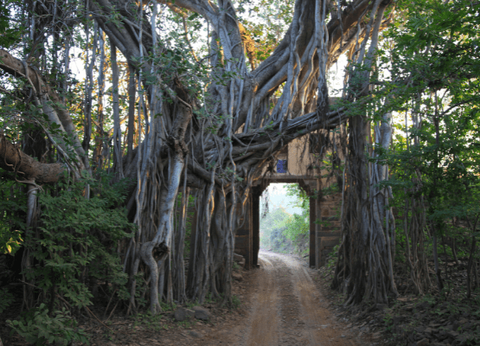 Circuit Sur la route du Taj Mahal au Tigres de Ranthambore - 21