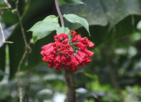 Circuit entre Jungles et Forêts du Costa Rica & Tortuguero (petit groupe) - 3