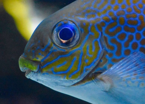 Séjour familial avec entrée à l'Aquarium Nausicaa - 3* - 21