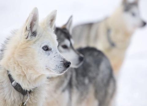 Circuit Rêveries en Laponie et nuit en igloo de verre - 10
