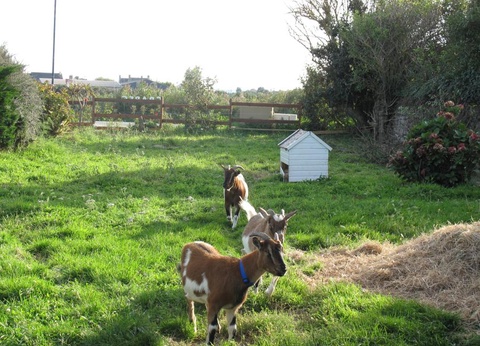 Camping La Ferme du Bord de Mer - 50