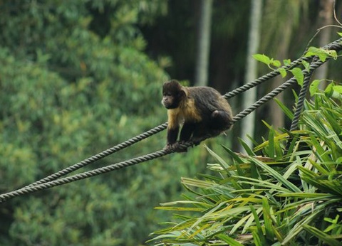 Circuit Splendeurs du Brésil et Séjour Amazonie - 12