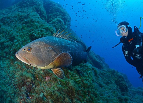 Camping International, 4* - 43