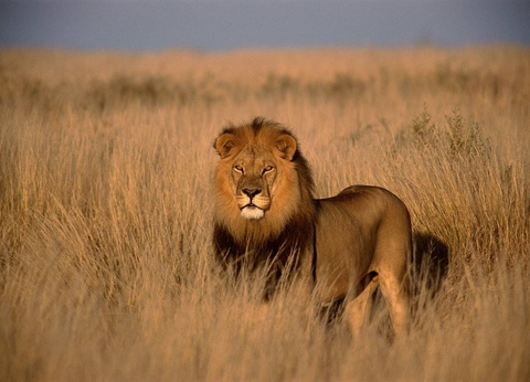 Circuit Essence d'Afrique du Sud et extension aux Chutes Victoria **** - 12