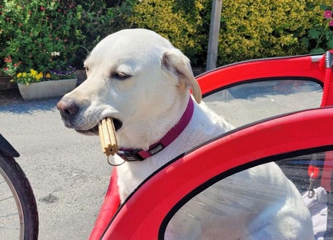 Flower Camping L'Abri-Côtier, 3* - 41