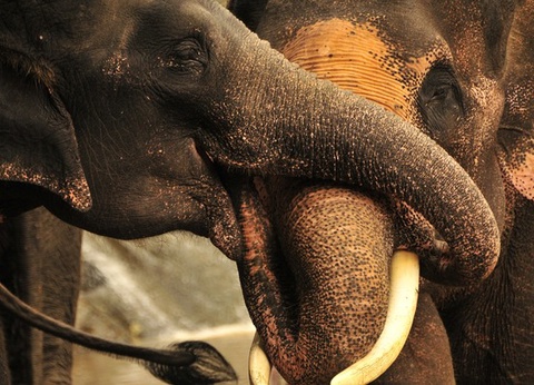 Circuit Orchidées, de Bangkok au Triangle d'Or - 18