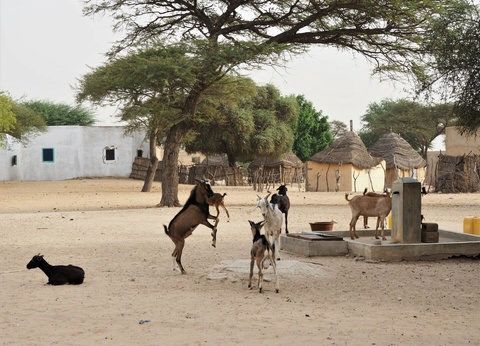 Circuit Au rythme pastoral de Guélack - 7