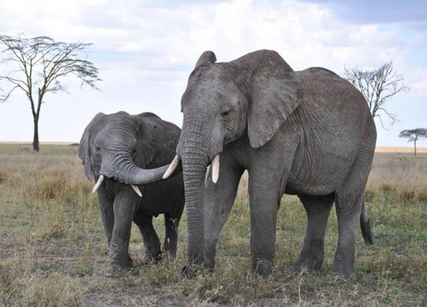 Hôtel Kena Beach Resort by Ovoyages et Safari 2nuits - 13