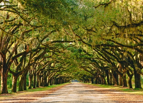 Circuit Coeur de Louisiane, entre Bayous et Plantations - 4
