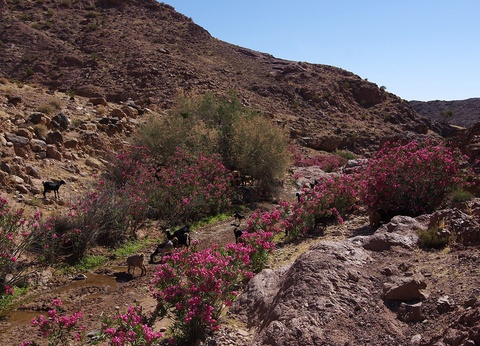 Circuit Parenthèse jordanienne - 5