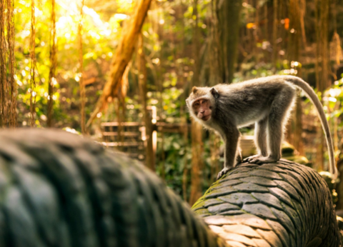 Circuit Secrets de Bali - 15