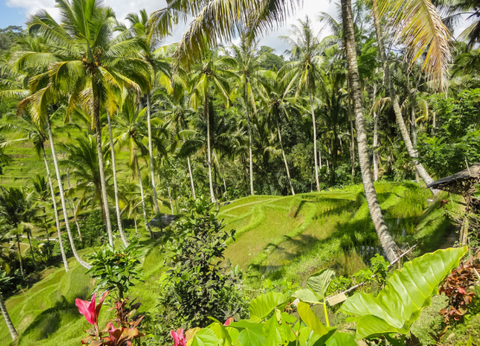 Circuit Essence de Bali - 5