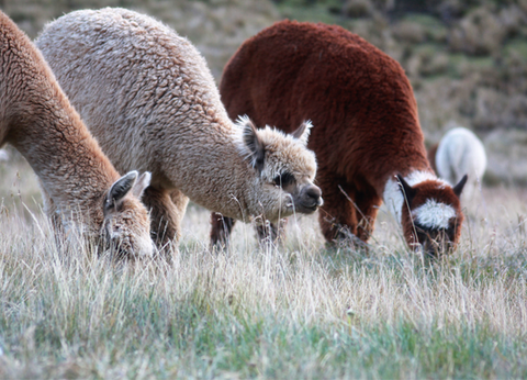 Circuit Equateur Authentique - 9