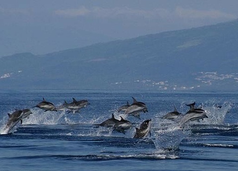 Açores Saveur Rando - Iles des Acores - 7