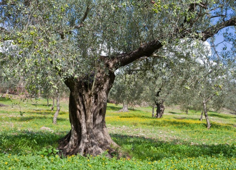 Malte, l'île des chevaliers - 7