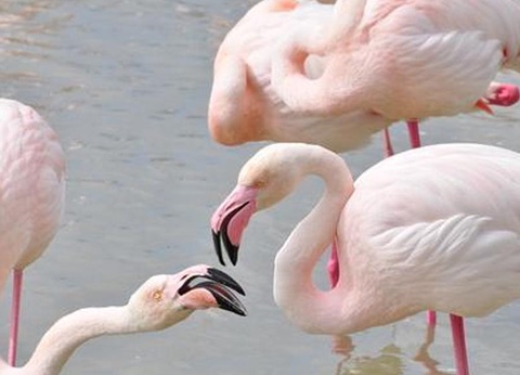 Camping Abri de Camargue, 4* - 75