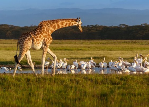 Circuit Explorations du Kenya - 8