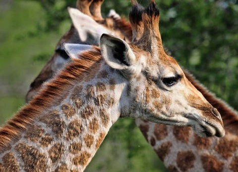 Circuit Du Parc Kruger au Cap de Bonne Espérance - 9