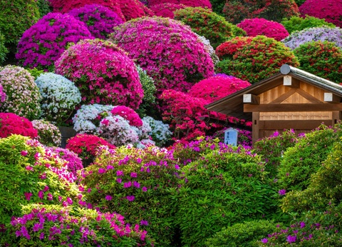 Séjour Tokyo en 3* ou 4* - 4