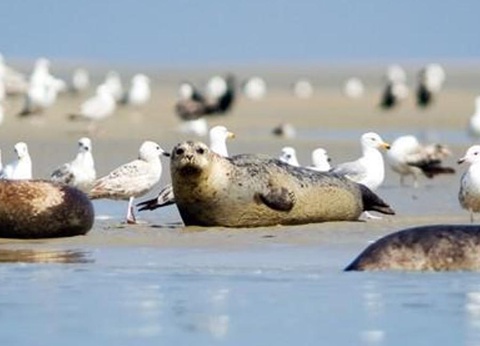 Camping Le Mont Joli Bois, 3* - 61